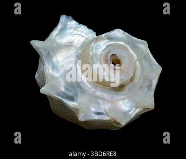 Stunning studio shot of a pearled delphinula seashell, showcasing its iridescent nacre and intricate, spiny form on black Stock Photo