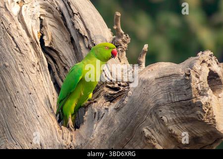 The rose-ringed parakeet, also known as the ring-necked parakeet, ringneck parrot or the Kramer parrot, is a medium-sized parrot in the genus Psittacu. Stock Photo