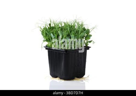Fresh microgreens. Sprouts of peas isolated on white background Stock Photo