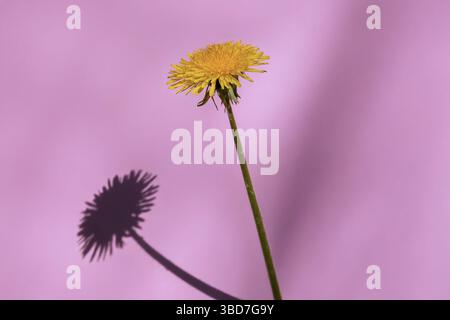 Minimalist close-up of a yellow dandelion casting a sharp shadow on a soft pink background, emphasizing contrast and form. Stock Photo