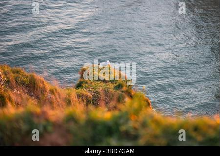 Two Seagulls Resting on Etretat Cliffs Stock Photo