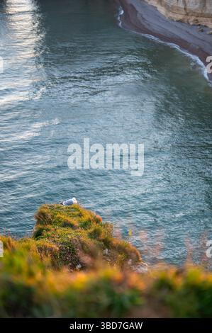 Two Seagulls Resting on Etretat Cliffs Stock Photo