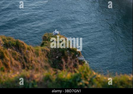 Two Seagulls Resting on Etretat Cliffs Stock Photo
