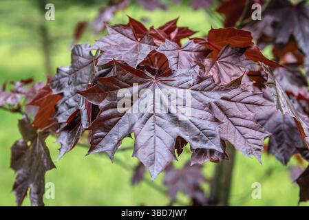Close up on a leaves of Emerald Queen Maple - Acer platanoides var Royal Red Stock Photo