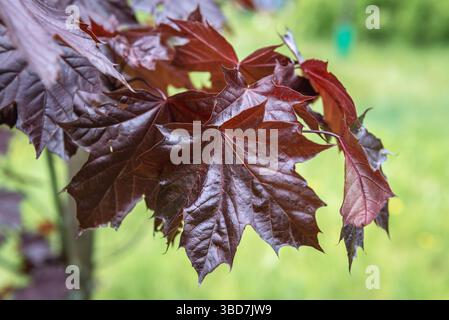 Close up on a leaves of Emerald Queen Maple - Acer platanoides var Royal Red Stock Photo