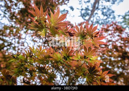 Close up on redleaved variety of Smooth Japanese Maple tree - Acer palmatum Stock Photo