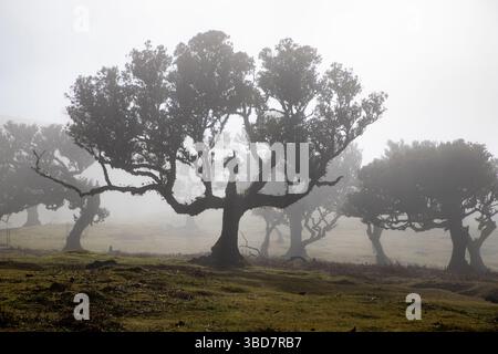 fanal laurel forest in madeira with majestic ancient trees Stock Photo