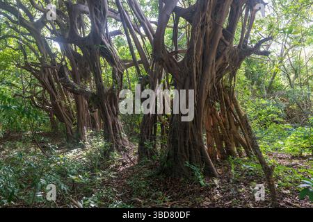 A row of trees covered with strangler figs in Reserva Charco Verde, Isla Ometepe, Nicaragua.. Stock Photo