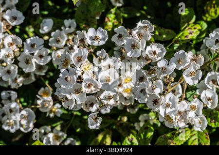 Blossoms on a multiflora rose. An invasive rambling shrub. Stock Photo