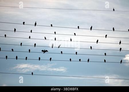 A flock of sea birds sit on power lines at sunset. Stock Photo