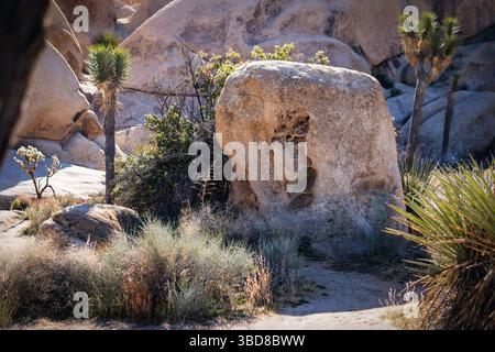 Rock with Erosion Holes and Joshua Trees in Rugged California Desert Stock Photo