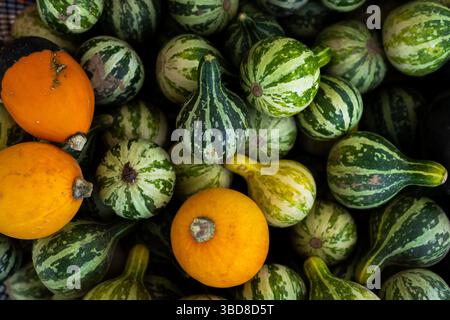 Striped green gourds and orange squash in a mixed harvest pile Stock Photo