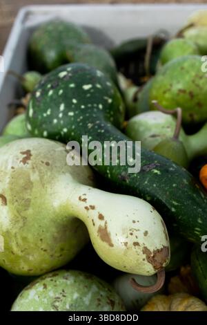 Close-up of green spotted ornamental gourds in a bin Stock Photo