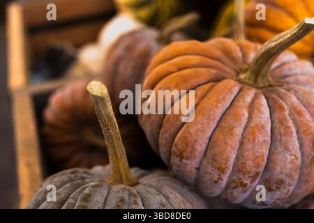 Close-up of dusty orange heirloom pumpkins in wooden crate Stock Photo