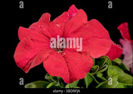 Vibrant Red Petunias with Water Droplets on Black Stock Photo