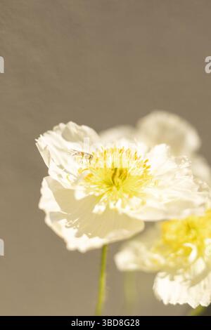 Hoverfly on white iceland poppy flower in spring on minimal background Stock Photo