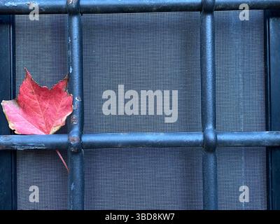 Close-up of a vibrant red autumn leaf resting against a dark metal window screen, creating a striking contrast of color and texture in Bagnoregio Stock Photo