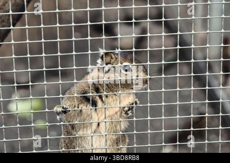 chipmunk wildlife animal sweet nature Stock Photo