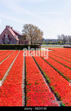 Field with rows of red tulips growing in Lisse, Netherlands. Stock Photo