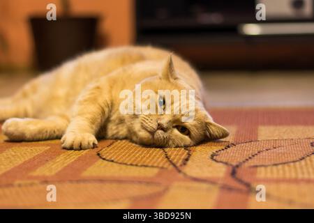 British shorthair cat is lazy lying on the carpet. Domestic adorable cat relaxation Stock Photo