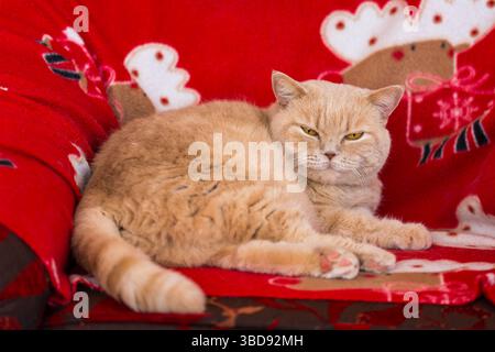 British cat relaxation on the chair. Cute female cat is almost sleeping. Creme color cat on red chair. Stock Photo