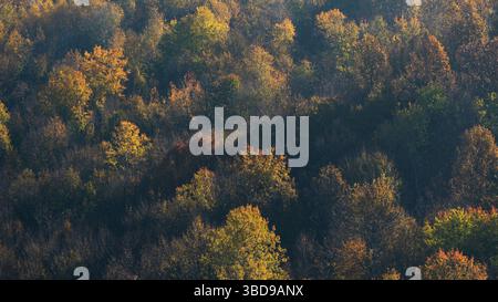 Forest which leaves is glowing in vivid autumn colors in hazy atmosphere Stock Photo
