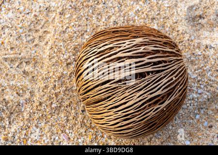 Brown coconut sits on a sandy beach. The fruit is surrounded by small pebbles and shells Stock Photo