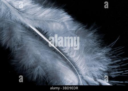 Feather close up with coll tones Stock Photo