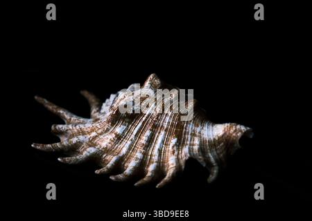 Fine detail on single sea shell on black background Stock Photo