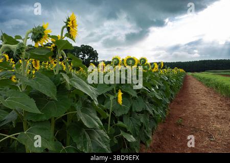 Dramatic storm clouds gather over suflower field Stock Photo