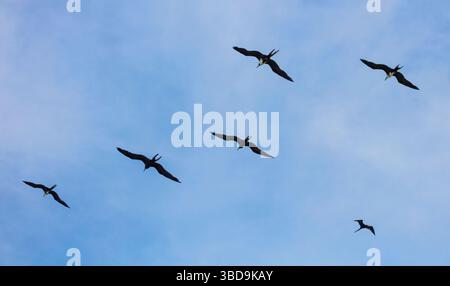 A flock of Magnificent Frigatebirds, Fregata magnificens, in Golfo de Montijo, Pacific coast, Veraguas province, Republic of Panama Stock Photo