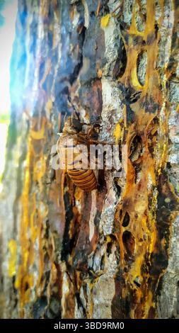 Skin Shed Insect A cicada insect clinging to tree bark in close up, showing textured ...
