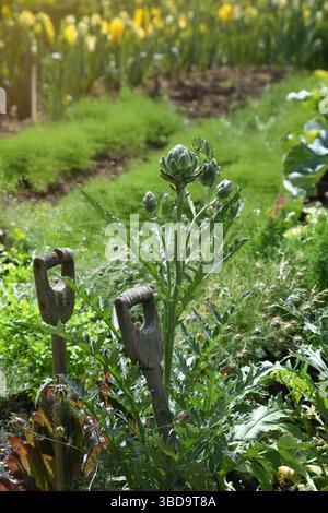 Vegetable plot Stock Photo