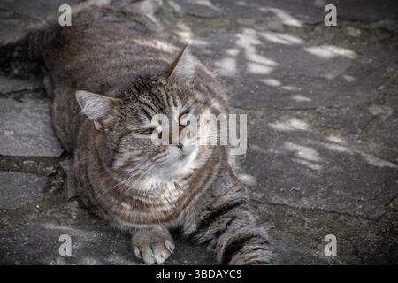 Monji, the Tabby cat, relaxing Stock Photo