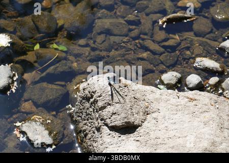 Dragonfly resting on a rock, near Skelwith Bridge in the Lake District National Park, UK Stock Photo