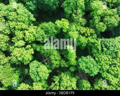 aerial top down view of a green forest, drone view, natural green background Stock Photo
