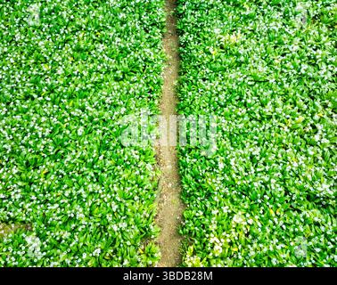 Forest trail covered with wild white garlic seen from above, abstract photo Stock Photo