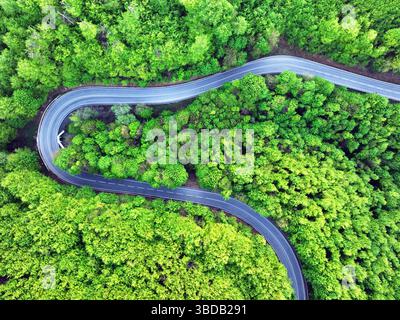 Green forest with curve road at sunset Stock Photo