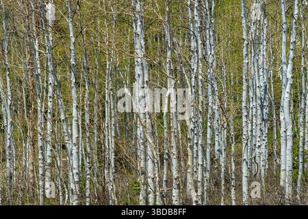 Thin white aspen forest, Salt Lake City Utah USA Stock Photo