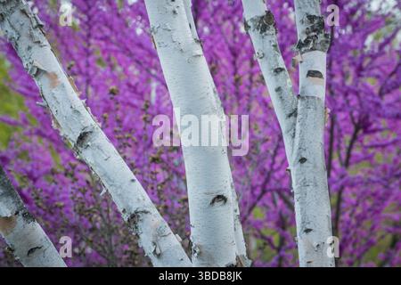 White birch tree trunks detail with red bud pink flowering tree behind it, Pennsylvania, USA Stock Photo