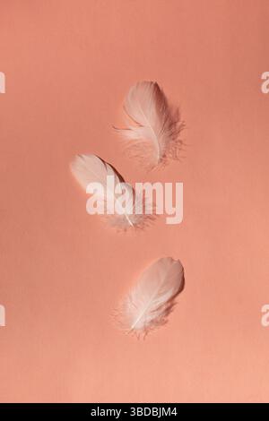 White feathers on pink background. Minimalist composition Stock Photo