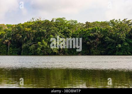Trees around Lake Sandoval in Madre de Dios, Peru. Amazon rainforest ...