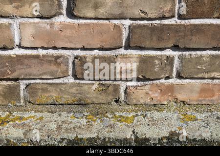 House wall, brick wall, brick wall, overgrown with lichen, Germersheim, Palatinate, Rhineland-Palatinate, Germany Stock Photo