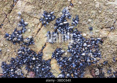 Mussels (Mytilidae) and attached barnacles on a sea rock at low tide, Crozon peninsula, Bretagne, France Stock Photo