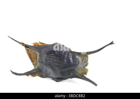 Egg case of a shark or a ray. Beach find on the Atlantic Ocean, Brittany, France Egg case of a shark or a ray, beach at the Atlantic Ocean, Brittany, Stock Photo