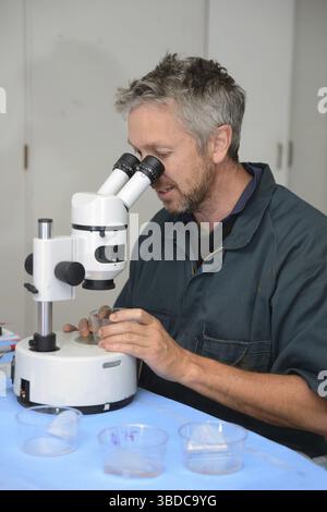 A technician uses a stereo microscope to locate the calf embryos ...