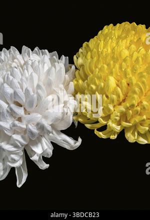 White and Yellow chrysanthemums on a black background. Flower heads close-up, Odessa, Ukraine Stock Photo