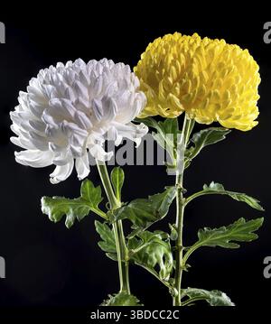 White and Yellow chrysanthemums on a black background. Flower heads close-up, Odessa, Ukraine Stock Photo