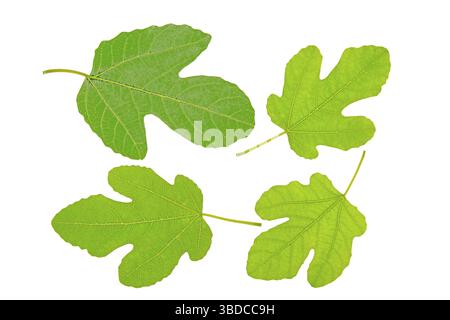 Four fig leaves in front of white background four fig leaves in front of white background Stock Photo