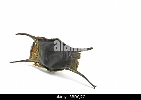 Egg case of a shark or a ray. Beach find on the Atlantic Ocean, Brittany, France Egg case of a shark or a ray, beach at the Atlantic Ocean, Brittany, Stock Photo
